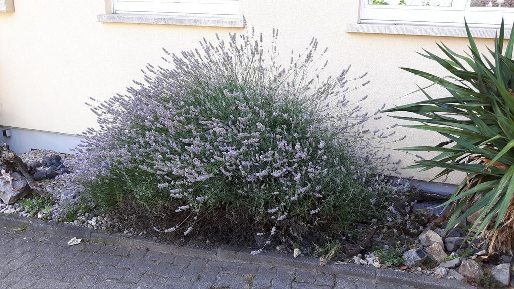 보츠부르크 Winzerhof Senn 아파트 외부 사진